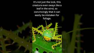 The Spiny Devil Katydid – A Master of Camouflage  Creepy Crawlies Part 12 [upl. by Hairem]