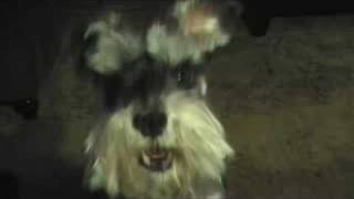 Miniature Schnauzer Talking to me [upl. by Teerprah667]