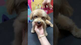 Cute Pomapoo Brownie Grooming dog lovely pets pomapoo cutest shorts pets doggrooming [upl. by Jd]