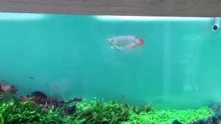 Juvenile Red Arowana in a Planted Tank [upl. by Assila]