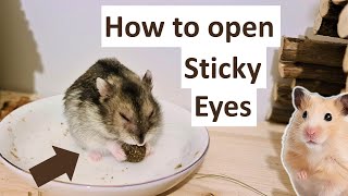 How to Open Sticky Eyes in Hamsters That are a Result of an Infection or Old age [upl. by Kellby]