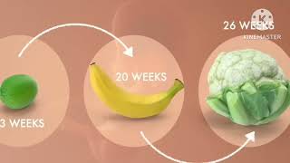 Second Trimester Pregnancy 2nd trimester pregnancy baby movement  2nd trimester animation video [upl. by Isabella]