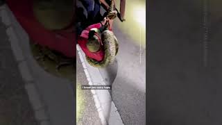 Snake Hunters Catch 19Foot Python in Florida [upl. by Phio2]