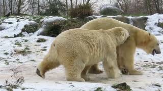 Wolodja en Nivi stoeien in de sneeuw Blijdorp 20 januari 2024 [upl. by Tsan]