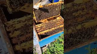 Vjelja ne kulloten e Shqopes Vjeshtake Amuriqit  Honey Harvest  Dhermi Albania 261024 [upl. by Natala]