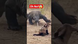 Comodo Dragon eat a baby goat😱 [upl. by Cindelyn]