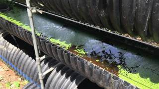 What is Bioponics How it Compares to Hydroponics and Aquaponics [upl. by Mumford]