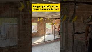 Budgies parrot 🦜 ko new pet house main chhod diya😍 petlover pigeon kabutar budgies parrot [upl. by Eladnar]