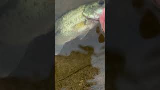 Sub if you love fishing fishing baitmaking bassfishing [upl. by Luiza]