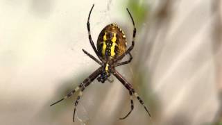 Паук Аргиопа Брюнниха ест Argiope bruennichi [upl. by Teador]