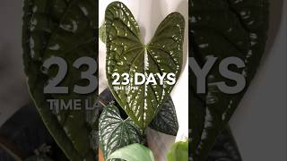 Anthurium Luxurians new leaf timelapse 🎥🪴 [upl. by Lynne]