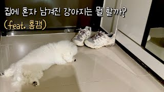 혼자 집에 남아 분리불안 이겨내는 강아지cctv 풀영상 [upl. by Christianna267]