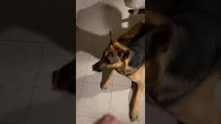 Trigger warning German Shepherd bites my hand [upl. by Welby]