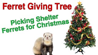 Ferret Giving Tree Picking Shelter Ferrets for Christmas w My Four Ferrets [upl. by Eelnodnarb]