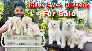 Persian Cats For Sale  Pure Breed Persian Kittens  Cats For Sale  Persian cat price in india [upl. by Tirb993]