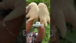 Light color Golden retriever puppies for sale in Delhi ncr adorabledog goldenretriever gsdlover [upl. by Derzon]