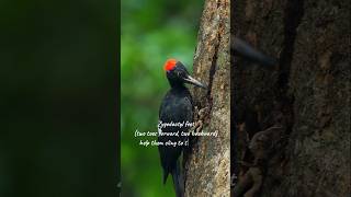 pileated woodpecker pecking wood  Woodpeckers interesting facts woodpecker bird short [upl. by Dremann]