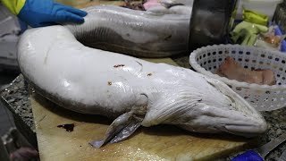 EPIC GIANT CONGER EEL CLEANING AND CUTTING [upl. by Ayalat]