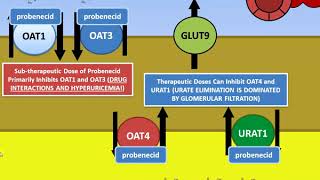 Gout  Urateuric acid Renal Transport  Lesinurad and Probenecid [upl. by Keviv]