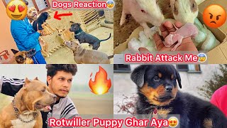 Rotwiller Puppy Ghar Laye Sb Dogs Khush Hogye Dekhta He😍 Rabbit Bacho Ki Vjah Se Attack Krna Lge😰 [upl. by Alver]