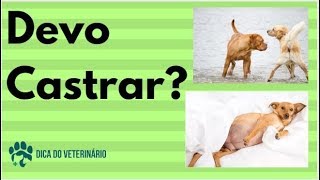 Será Mesmo Que Devo Castrar Meu Animal E o Veterinário O que Ganha Por Indicar [upl. by Shum]