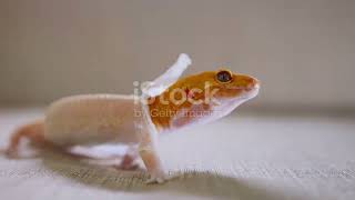 Leopard Gecko Care 101 Essential Tips [upl. by Annasor]