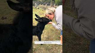 This little donkey was rescued by a kind family and raised it by love animalshorts [upl. by Waxler]