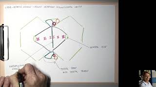 13 Hepatic acinus [upl. by Ittam]