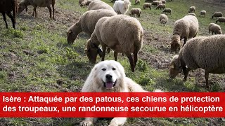 Attaquée par des patous une randonneuse secourue en hélicoptère [upl. by Arakat]