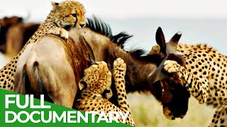 Cheetahs  Africas Fastest Hunters  Free Documentary Nature [upl. by Eirtemed]