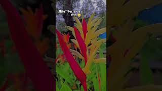 Heliconia flower plant 🏵 beautifulnaturescenerheliconia plants varieties Birds of paradise ♥️✨️ [upl. by Ardried66]