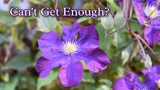 Keep Clematis Blooming Tips for Encouraging More Flowers [upl. by Migeon]