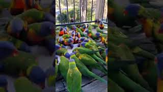 Wild Rainbow 🌈 Lorikeet LUNCHATHON 🦜🦜🦜🦜🦜🍛🍕🌭🥪😋😄Headphone 🎧 warning ⚠️😖 🙉 📢 [upl. by Christye]