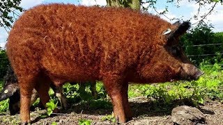 Mangalitsa Pigs  Woolly Weird Wonderful [upl. by Regdor]