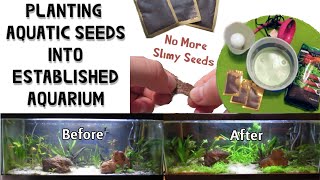 How to Put Aquatic Seeds into Established Aquarium [upl. by Anehsuc800]