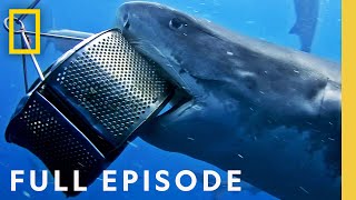 Game of Sharks Ultimate Faceoff Full Episode Sharkfest  National Geographic [upl. by Airahcaz]