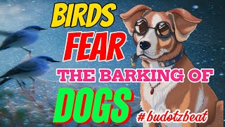 BIRDS FEAR THE BARKING OF DOGS BUDOTS [upl. by Nicki469]