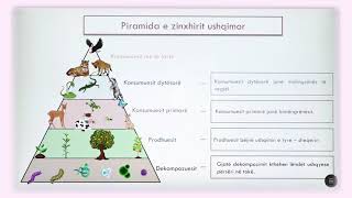 3 04 023  Java e dymbëdhjetë  Njeriu dhe natyra  Piramida ushqimore ne ekosistem [upl. by Silenay]