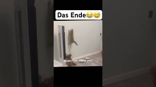 Das Ende😂😅 music artist hiphop dance lustigekatze chat humour memes sing funny [upl. by Yeaton]