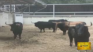 Fuente Ymbro ya en Pamplona Toros para San Fermin [upl. by Echikson]