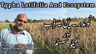 Typha Latifolia And Ecosystem  How Food Chains Work In Ecosystem [upl. by Anelrahs]