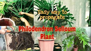 Easy Way to Propagate ll Philodendron Selloum Plant Sahod Yaman ll Nancy Academia [upl. by Anikat894]