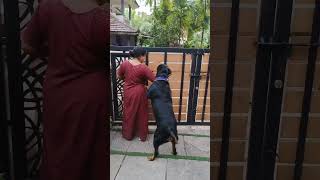 Power🔥🔥 rottweiler dora pets doradora doglover babydora [upl. by Htelimay]