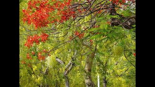 鄒浮安純賞抒情高雄市區五月的黃花阿勃勒與紅花鳳凰木爭艷202458 [upl. by Enohsal]