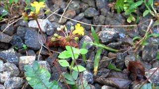 Biophytum Sensitivum  Little Tree Plant  Biophytum Umbraculum  Medicinal Plant [upl. by Poland]