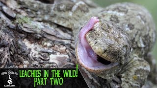 LEACHIANUS GECKOS IN THE WILD PART 2  Rhacodactylus Leachianus  New Caledonia 2018 [upl. by Haleigh]