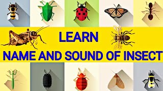 INSECTS  Name Sound Spelling Video for Toddlers and Kids  Insects Sound [upl. by Becki]