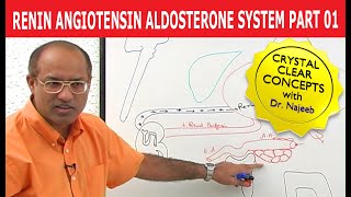 Renin Angiotensin Aldosterone System  RAAS Part 1👨‍⚕️ [upl. by Atiekram]