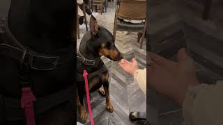 Doberman sahibinden başka kimseden bişey almaz 😱😂 köpek dobermann doberman [upl. by Areht]