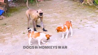 Dogs and Monkeys war Monkey and dog 🍁Why do dogs bark at monkeys [upl. by Ilzel]